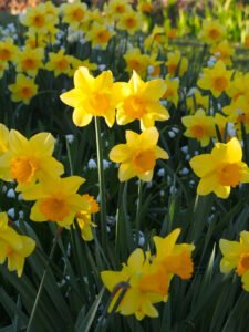Daffodils at Rydal
