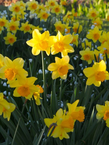 Daffodils at Rydal