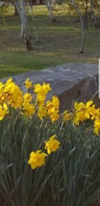 Daffodils at Rydal